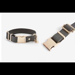 Express dog collar